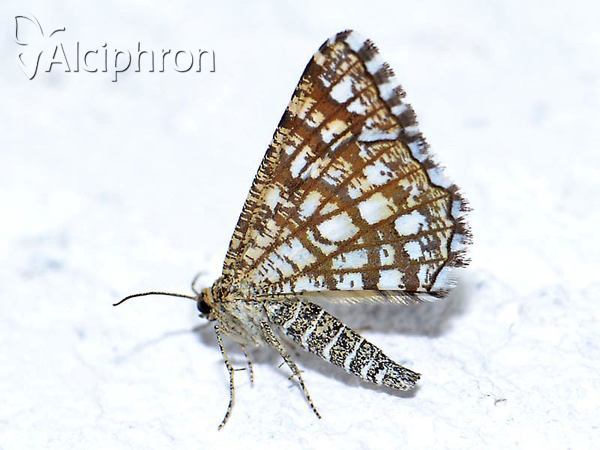 Chiasmia clathrata