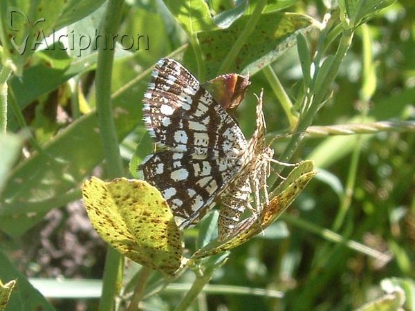 Chiasmia clathrata