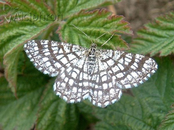 Chiasmia clathrata
