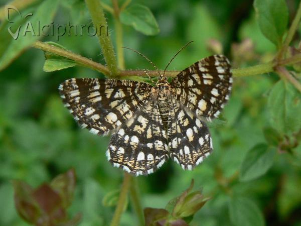 Chiasmia clathrata