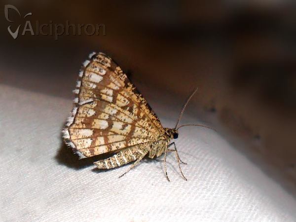 Chiasmia clathrata