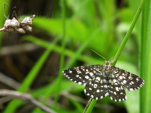 Chiasmia clathrata