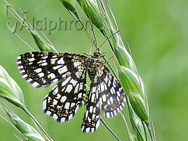 Chiasmia clathrata