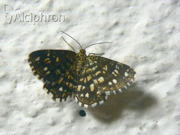 Chiasmia clathrata