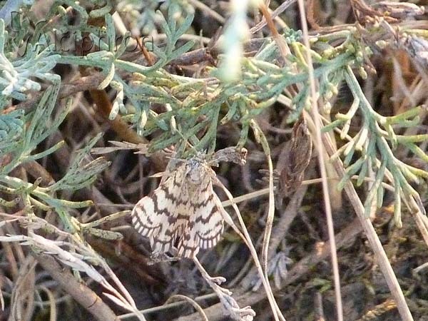 Chiasmia clathrata