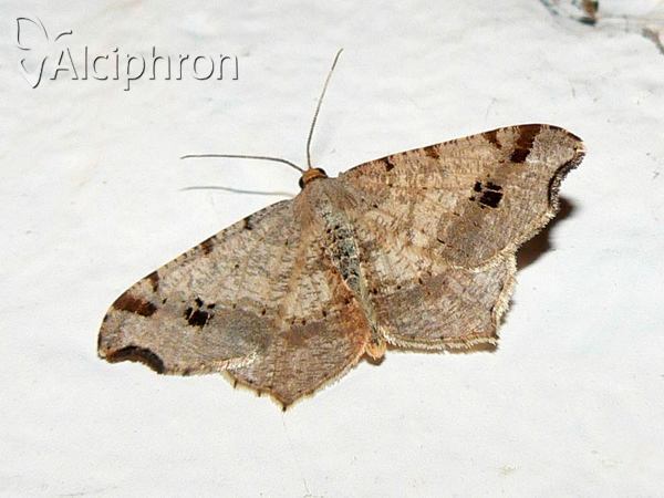 Macaria notata