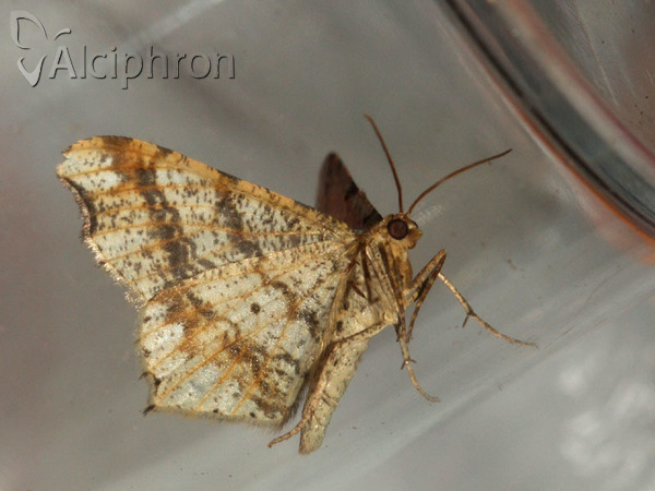 Macaria notata