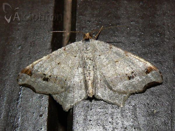 Macaria notata