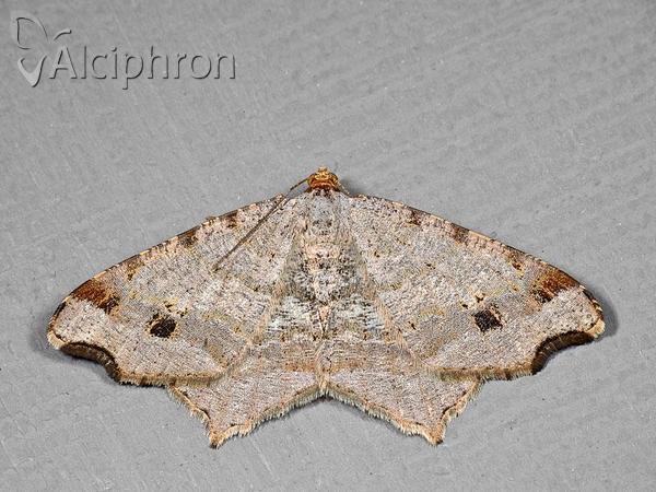 Macaria notata