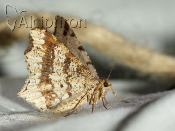 Macaria notata