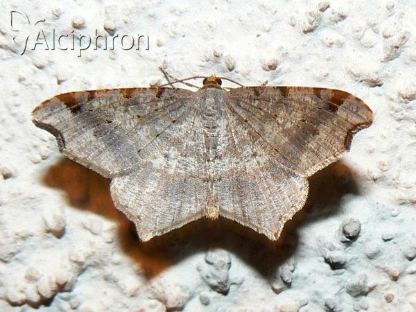 Macaria notata