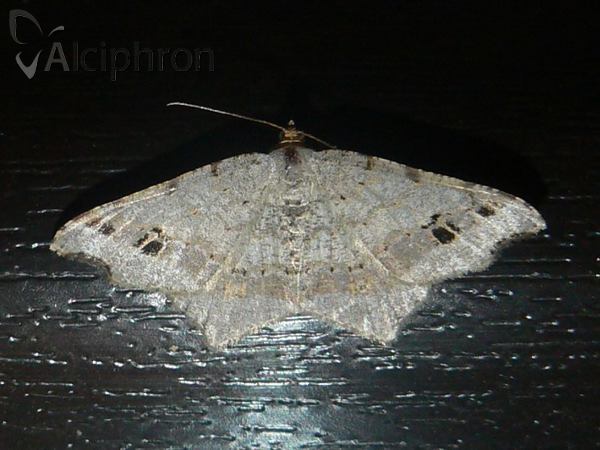 Macaria notata