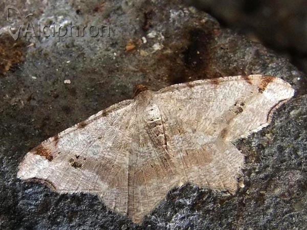 Macaria notata