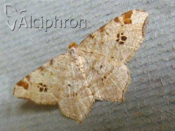 Macaria notata