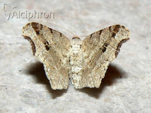 Macaria alternata
