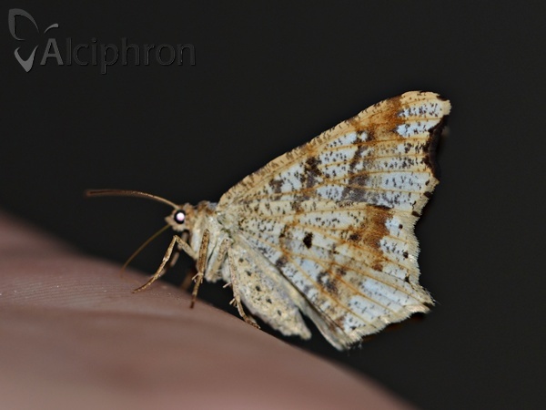 Macaria alternata