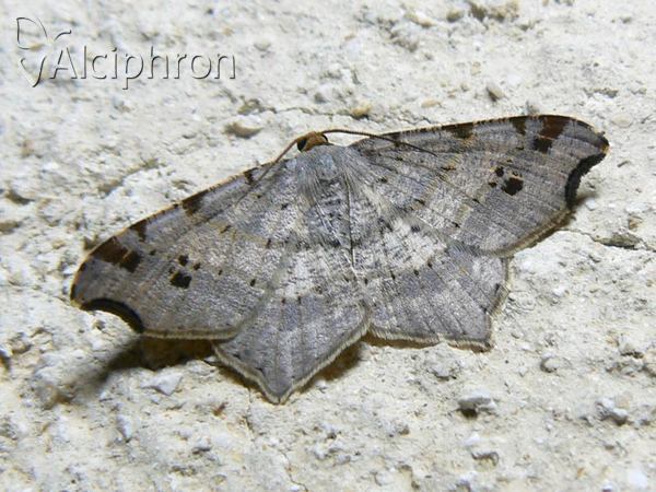 Macaria alternata