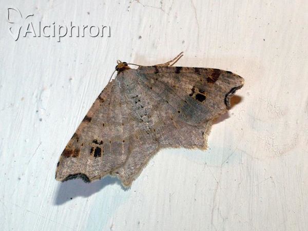 Macaria alternata