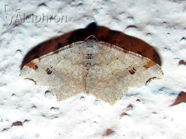 Macaria alternata