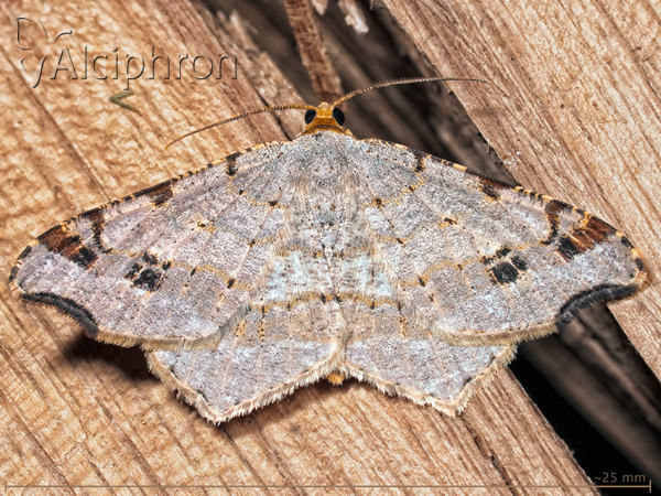 Macaria alternata