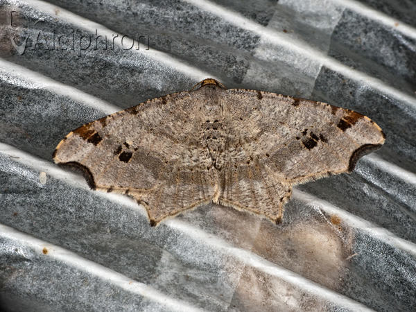 Macaria alternata