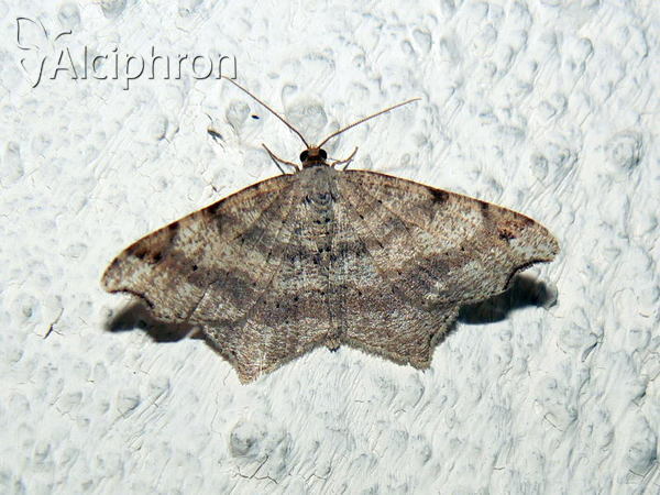 Macaria alternata