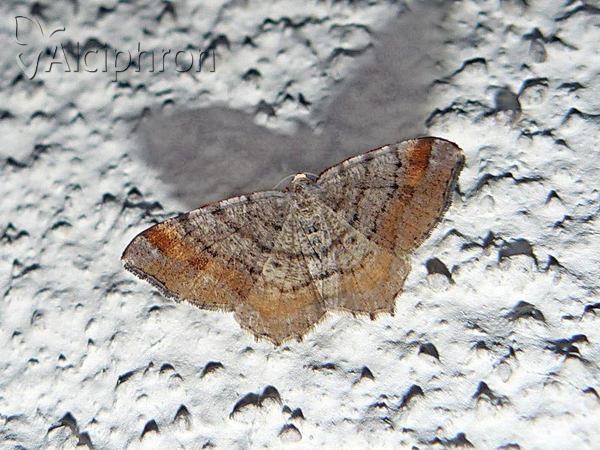 Macaria liturata
