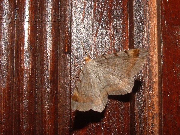 Macaria liturata