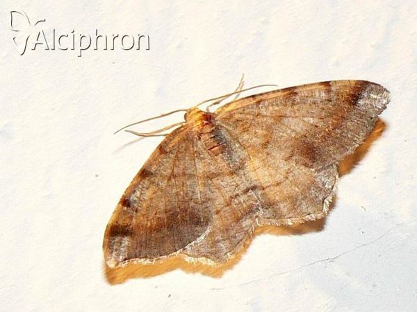 Macaria liturata