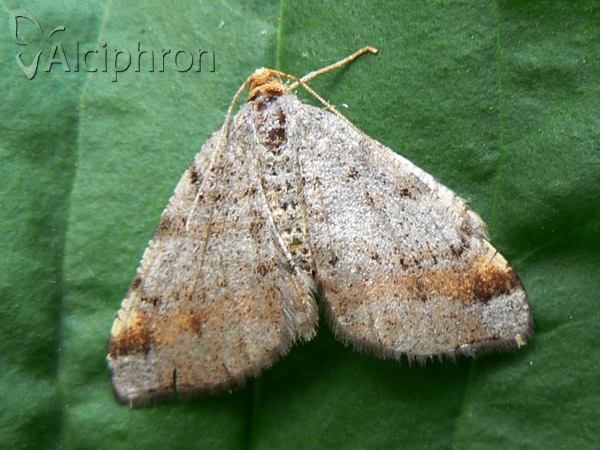 Macaria liturata