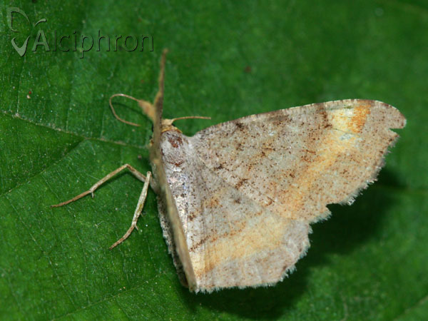 Macaria liturata