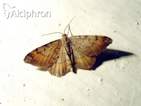 Macaria liturata