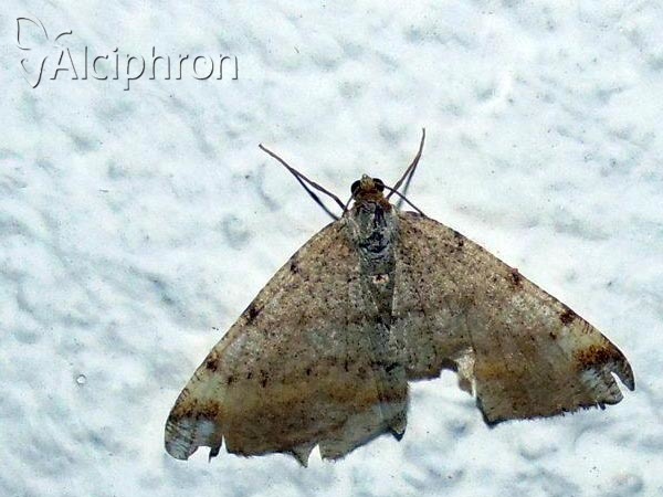 Macaria liturata