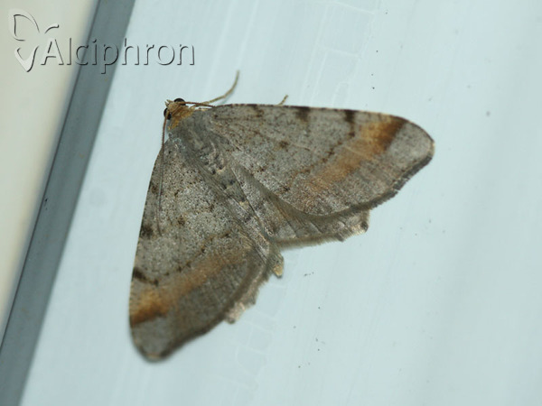 Macaria liturata