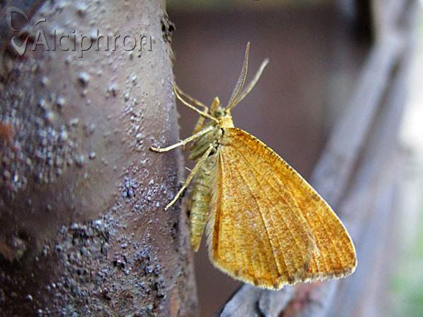 Macaria brunneata