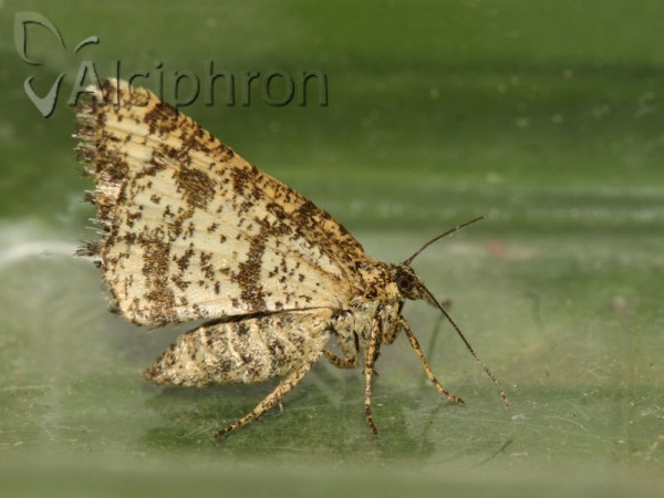 Heliomata glarearia
