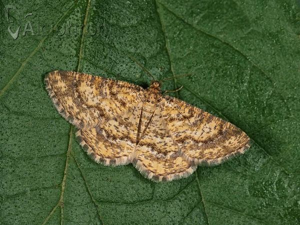 Heliomata glarearia
