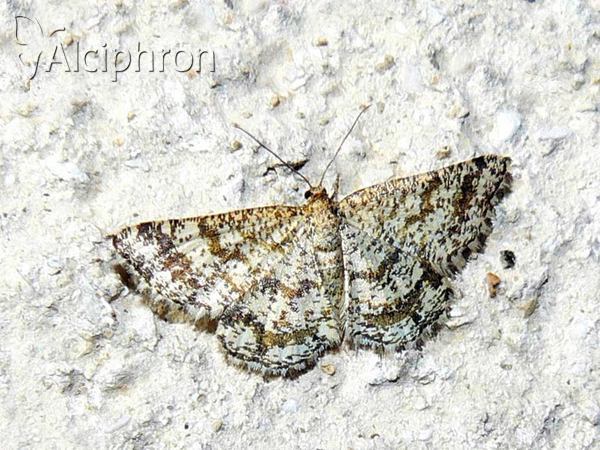 Heliomata glarearia
