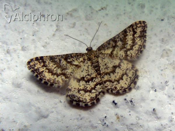 Heliomata glarearia
