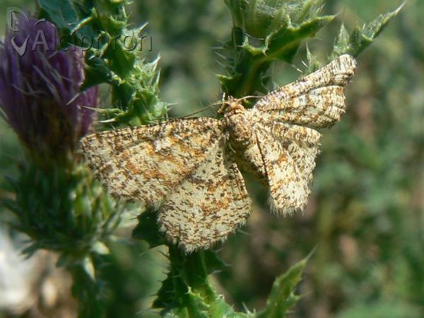 Heliomata glarearia