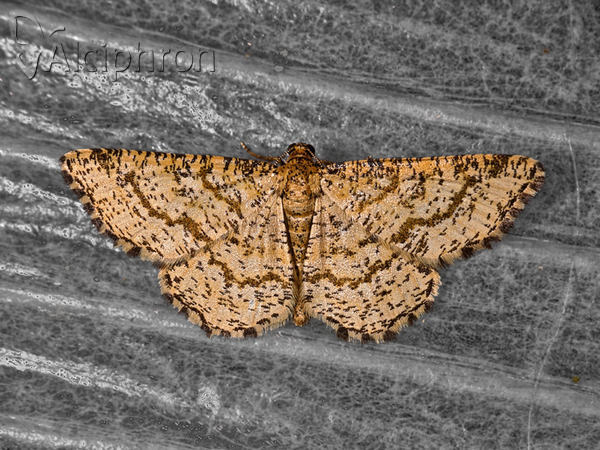 Heliomata glarearia