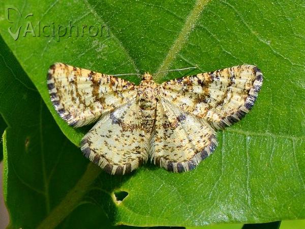 Heliomata glarearia