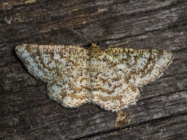 Heliomata glarearia