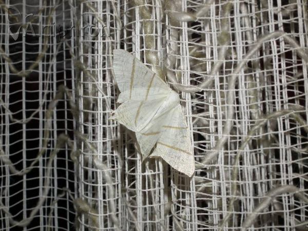 Ourapteryx sambucaria