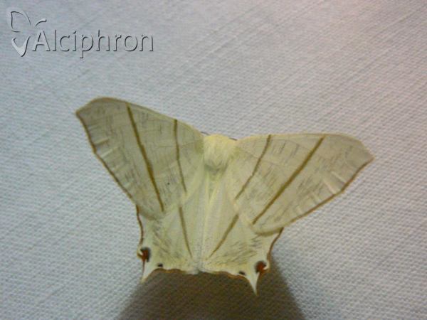 Ourapteryx sambucaria