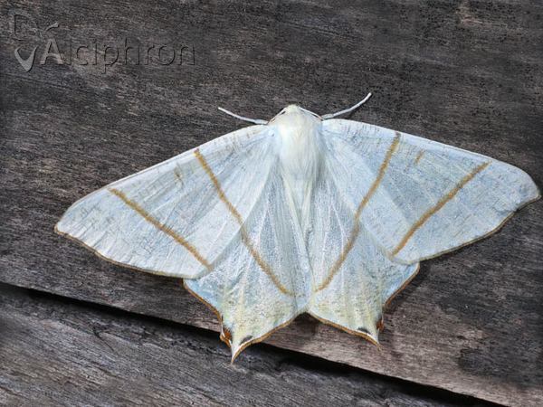 Ourapteryx sambucaria