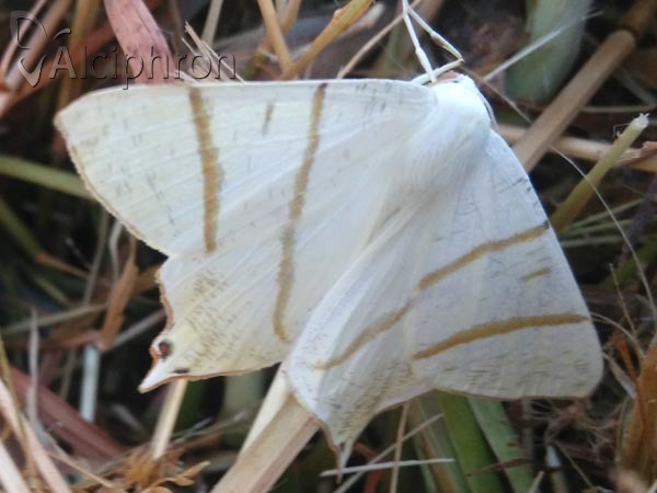 Ourapteryx sambucaria