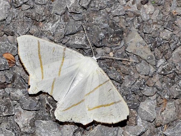 Ourapteryx sambucaria