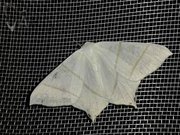 Ourapteryx sambucaria