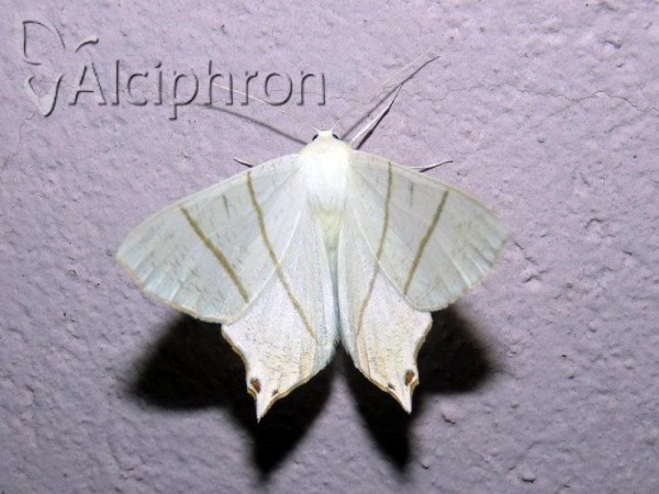Ourapteryx sambucaria